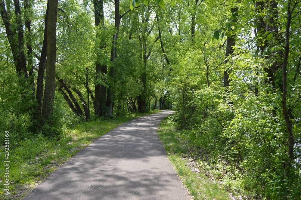 Fototapeta premium path in forest