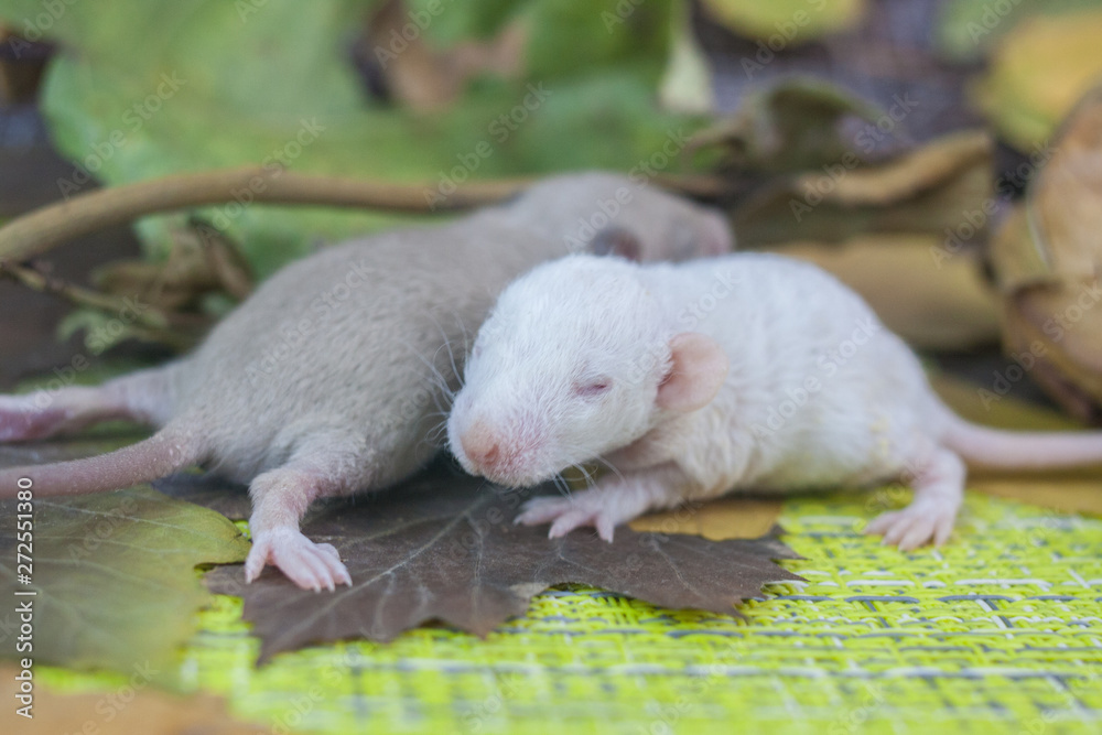 Two little mice are near. Little blind rodents. Two little mice are near. Little blind rodents.