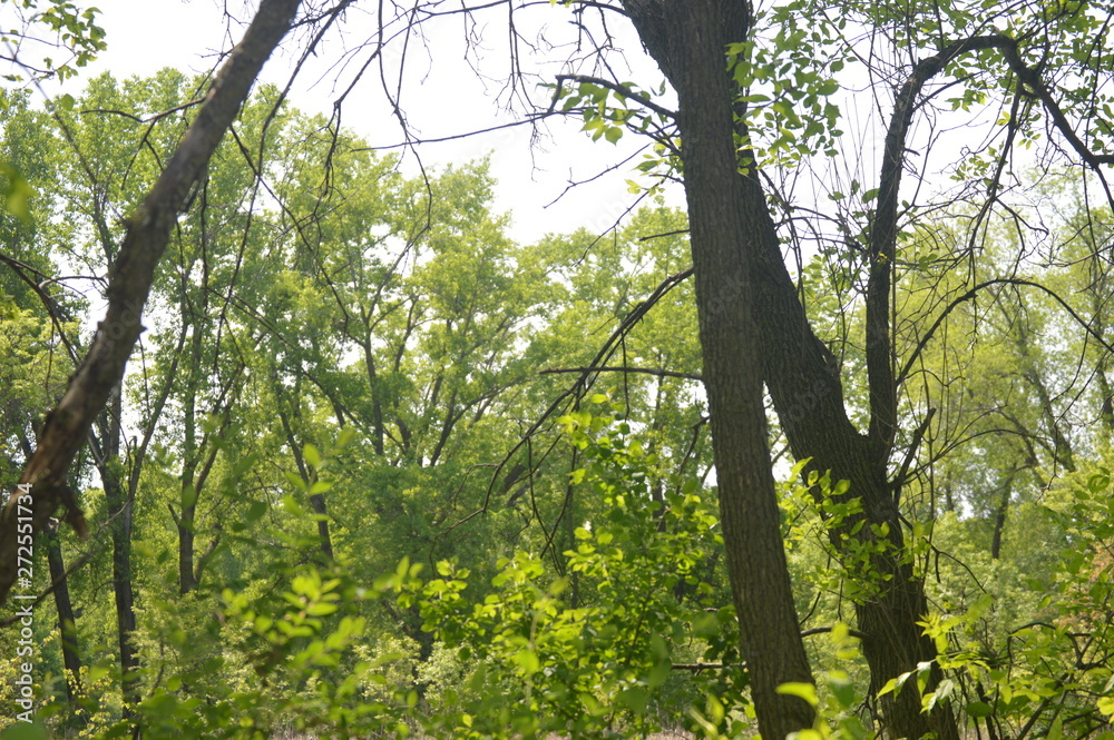 Fototapeta premium tree in forest