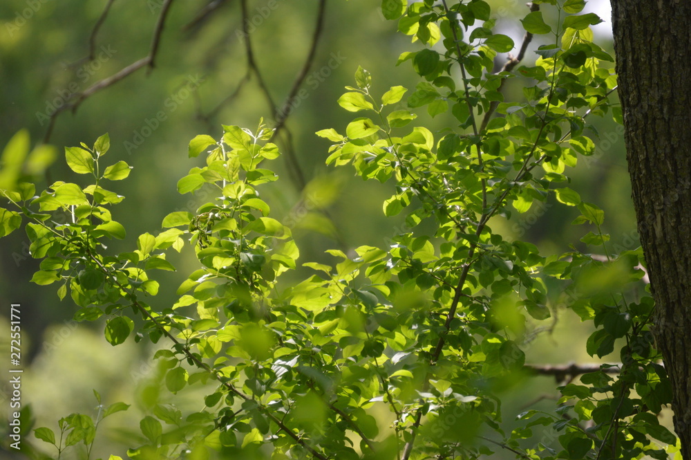 green leaves of tree in spring green leaves of tree in spring