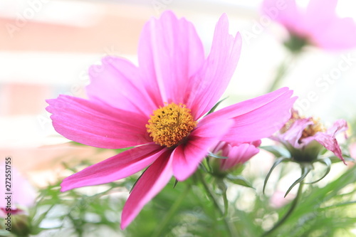 Pink cosmos flower in sunlight