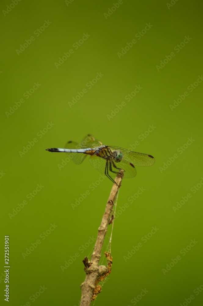 dragon fly on a tree branch dragon fly on a tree branch