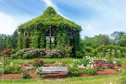 Fototapeta Naklejka Na Ścianę i Meble -  Vine-covered gazebo surrounded by rose bushes