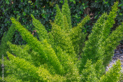 Foxtail fern, Myers Asparagus, Asparagus fern (Asparagus Densiflorus) are growing in the tropical garden 
