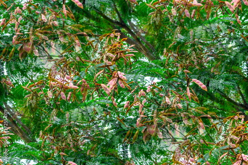 Seed pods with green leaves of Copper pod, Yellow flame, Yellow poinciana (Peltophorum Pterocarpum Heyne) on tree in the tropical forest photo