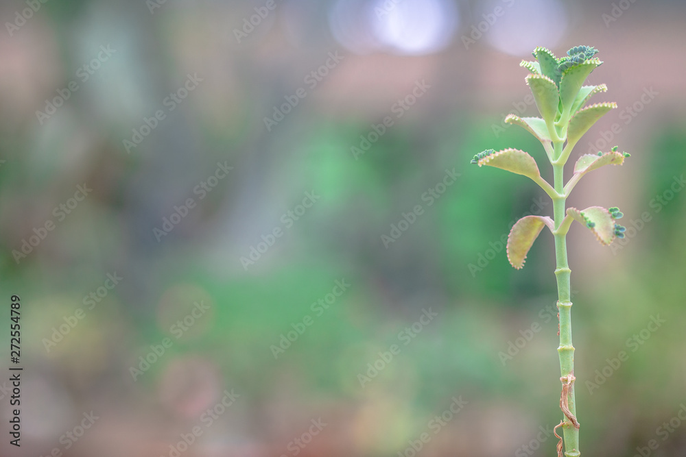 Close nature background Of various species of trees with long leaves, depending on what kind of species, the natural beauty Close nature background Of various species of trees with long leaves, depending on what kind of species, the natural beauty