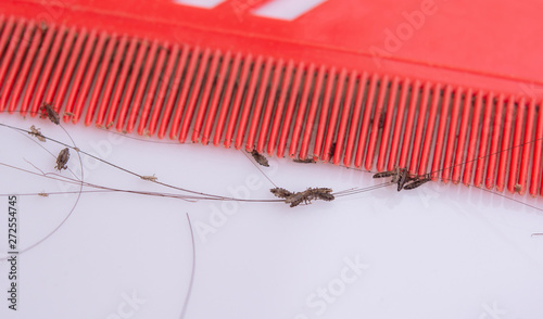 Lice in hair and comb
