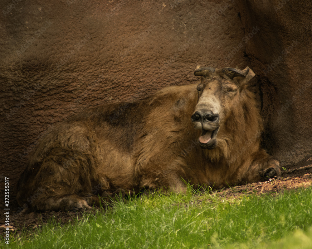 Fototapeta premium What's Up