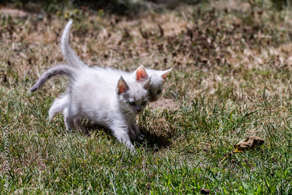 Fototapeta premium cat on the grass