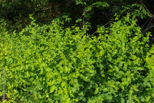 background of green leaves