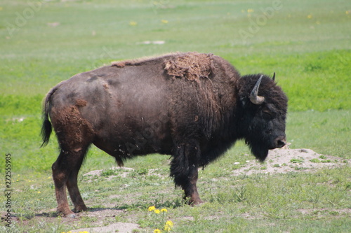Bison in the Bad Lands