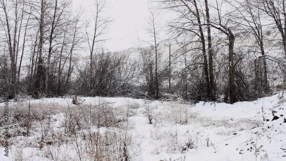 Snow falls on snowed over landscape Snow falls on snowed over landscape