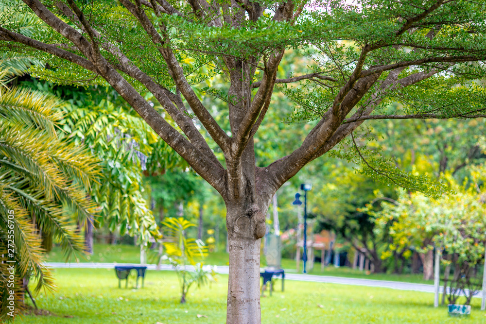 The natural background of colorful leaves, seasonal deciduous (orange, yellow, green, light green) is the beauty of the ecological system. The natural background of colorful leaves, seasonal deciduous (orange, yellow, green, light green) is the beauty of the ecological system.