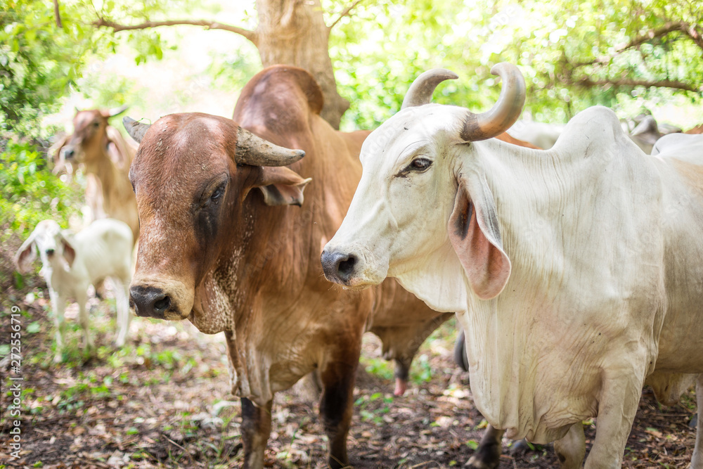 American Brahman cattle in abundant natural farms American Brahman cattle in abundant natural farms