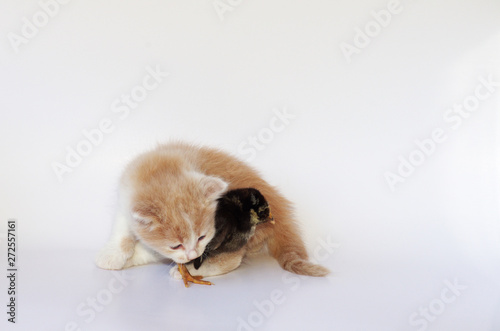 Fototapeta Naklejka Na Ścianę i Meble -  Kitten and Chick Playing