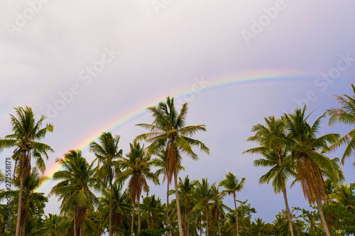 Rainbow spectral colors phenomenon after rain and sunshine in a tropical landscape photography with coconut palm trees