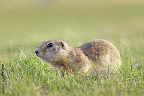 squirrel standing on a green summer meadow closeup © Lema-lisa