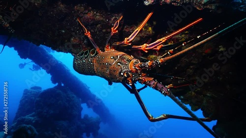 小笠原固有種のアカイセエビ