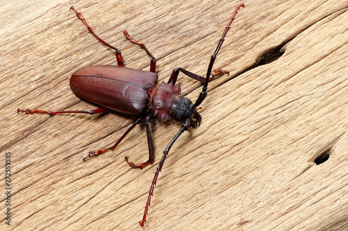 Longhorn Beetle on wooden background, family Cerambycidae insect