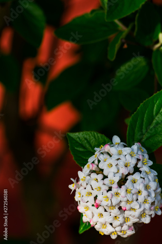 Close up of koreanspice viburnum (viburnum carlesii). White Koreanspice flowers. Macro photo of white flowers. White flowers in spring time.