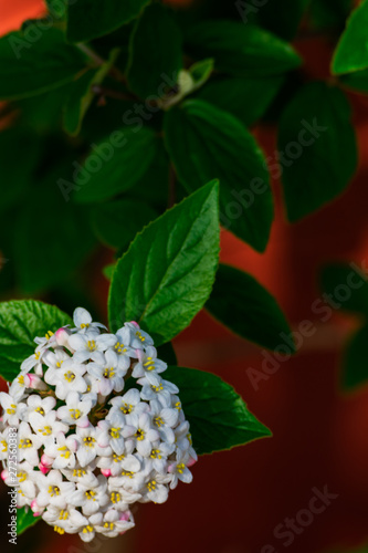 Close up of koreanspice viburnum (viburnum carlesii). White Koreanspice flowers. Macro photo of white flowers. White flowers in spring time.