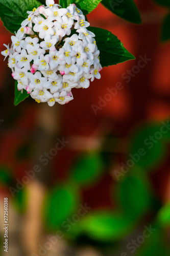 Close up of koreanspice viburnum (viburnum carlesii). White Koreanspice flowers. Macro photo of white flowers. White flowers in spring time.