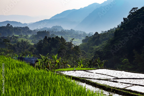 Padi Field in Nanggung Bogor West Java Indonesia