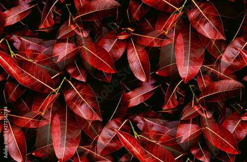Closeup fresh tropical red leaves pattern background for the autumn leaves textured and wallpaper 