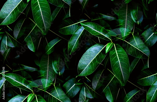 Tropical fresh green leaves pattern as textured and background, Natural leaves background for wallpaper