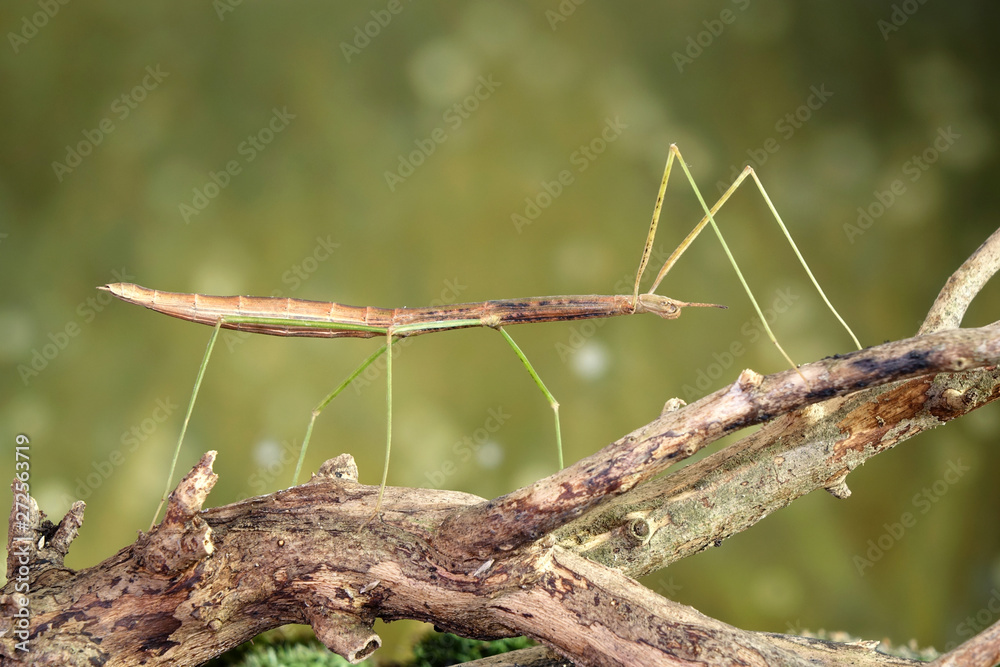 Stick insect or Phasmids (Phasmatodea or Phasmatoptera) also known as