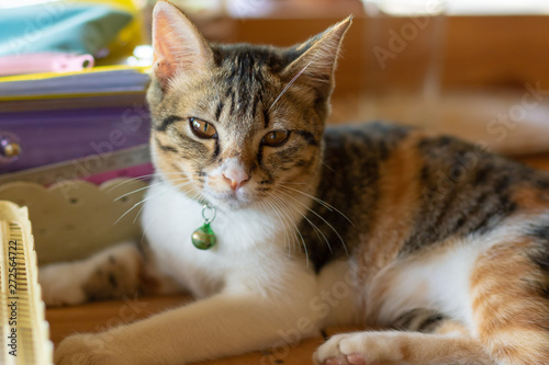 Wallpaper Mural cat relax on wooden table Torontodigital.ca