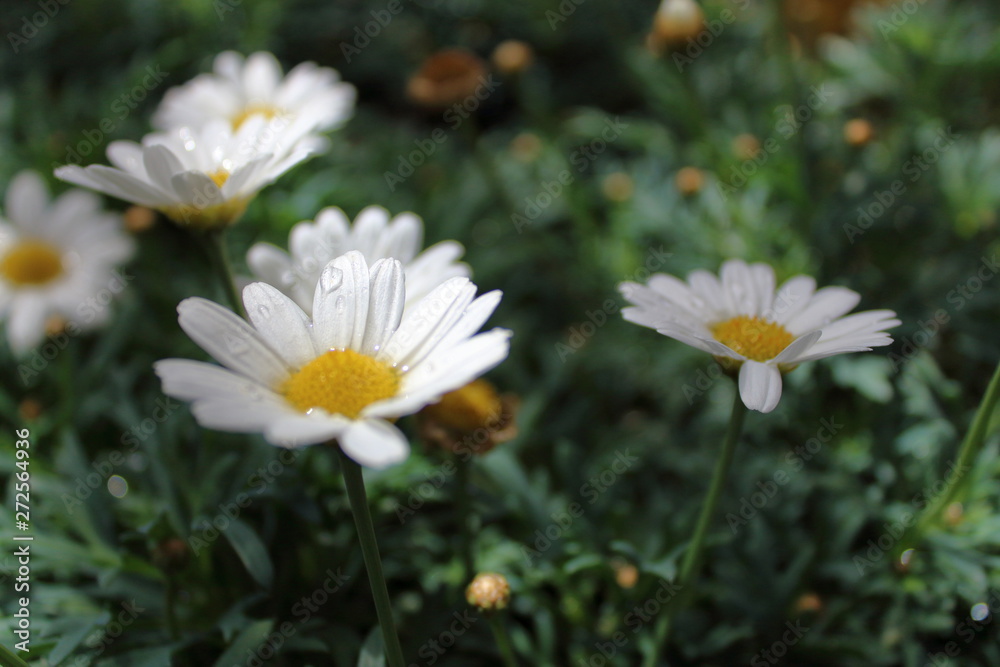 Fototapeta premium Flowers