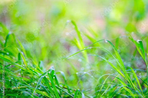 green grass with water drops background