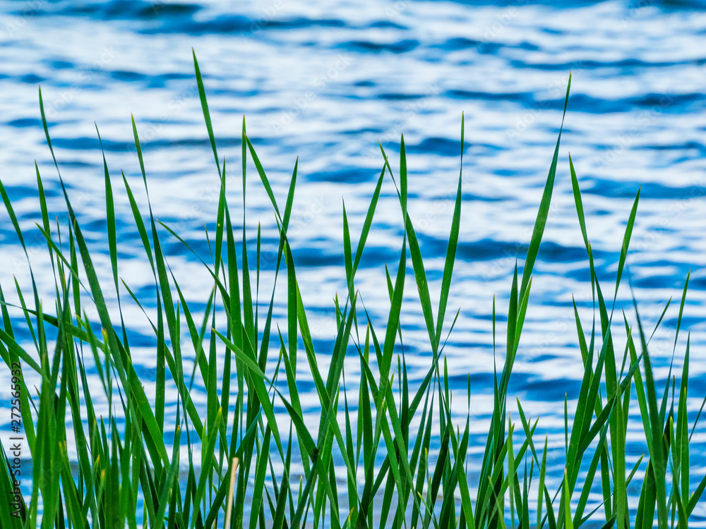 Tall, green grass growing beside the edge of a lake in Colorado Tall, green grass growing beside the edge of a lake in Colorado