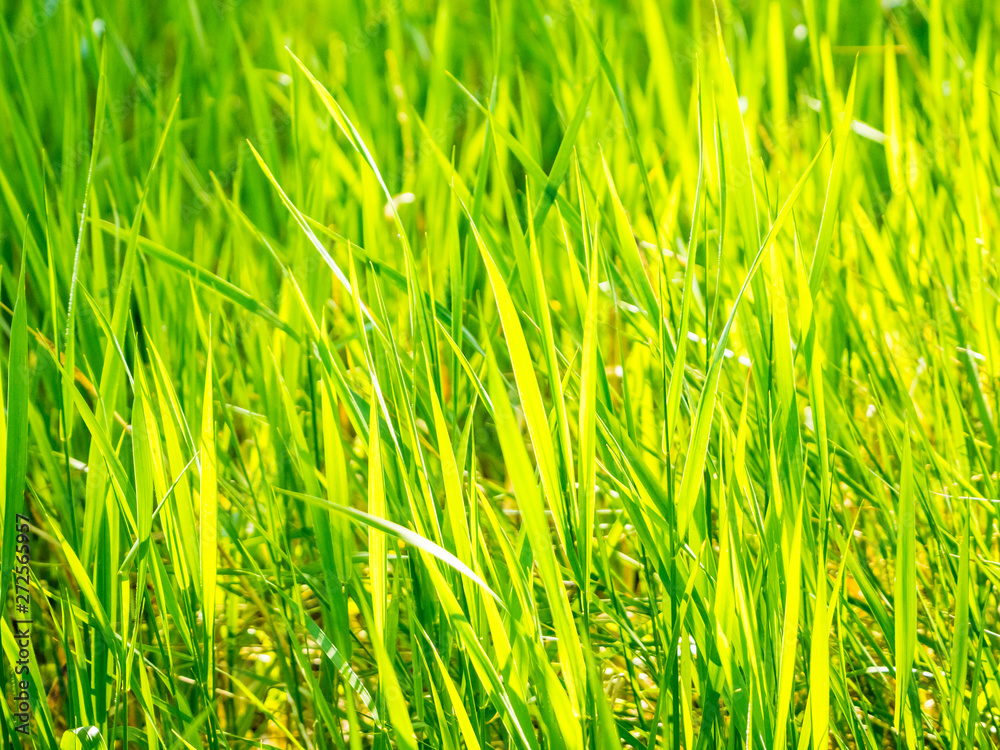 Obraz premium Bright green spring grass blades, closeup, texture