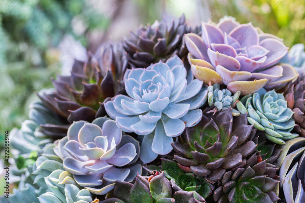 Succulents or cactus in desert botanical garden for decoration and agriculture design. Succulents or cactus in desert botanical garden for decoration and agriculture design.