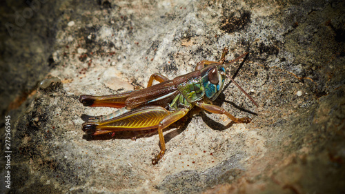 grasshopper on stone