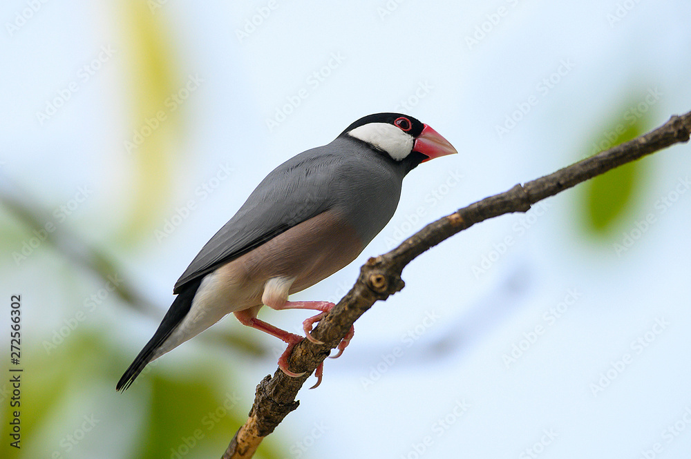 Fototapeta premium Java sparrow bird with gray hairs, pink mouth