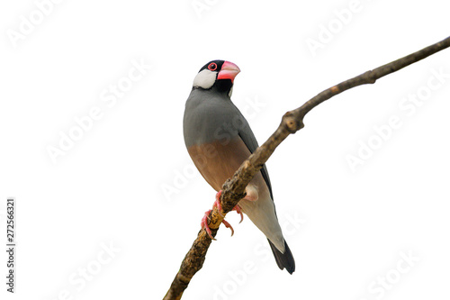 Java Sparrow bird isolated on white background photo