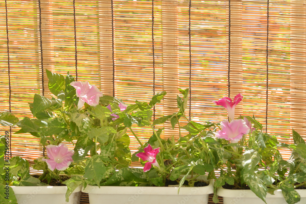朝顔の花 すだれ Stock Photo Adobe Stock