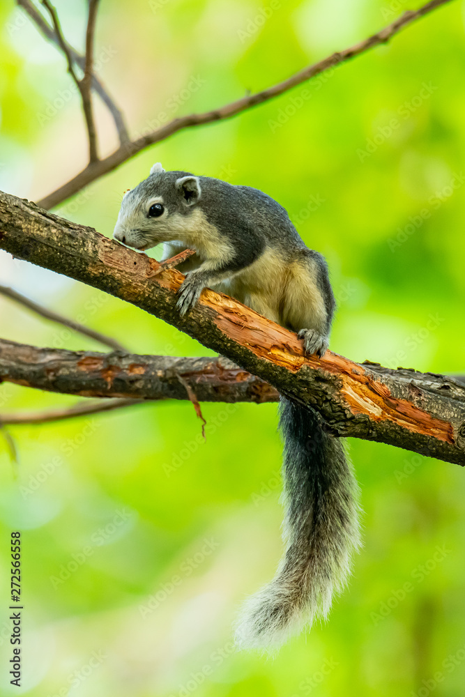 Squirrel gnawing branch bark on a tree Squirrel gnawing branch bark on a tree