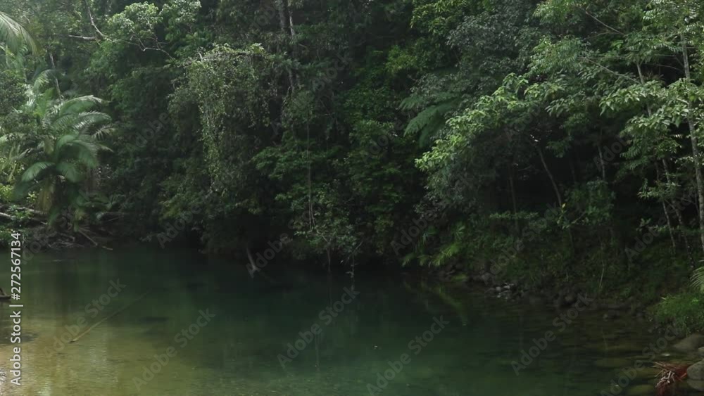 Lush rainforest creek surrounded by dense green foliage.