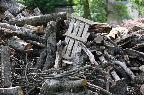 Fototapeta Naklejka Na Ścianę i Meble -  A pile of firewood in a forest in Berlin-Germany.