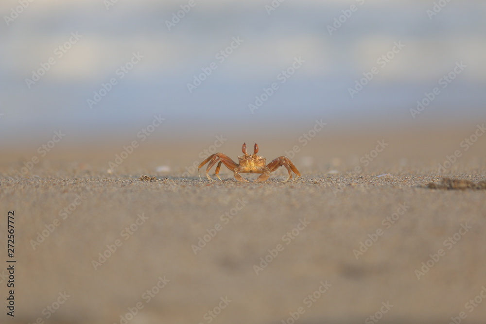 Beach crab