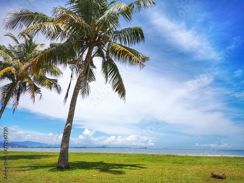 Coconut tree on the Tanjung Aru Beach  Kota Kinabalu with the beautiful blue sky above on sunny day.