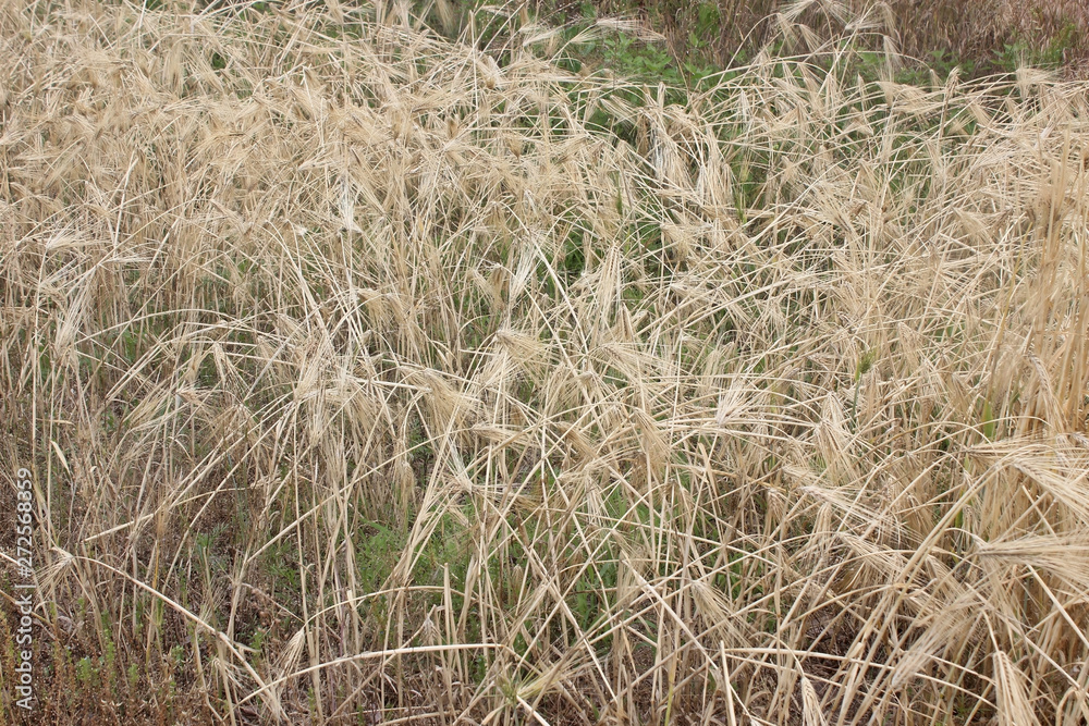 Fototapeta premium 밭에 익은 보리