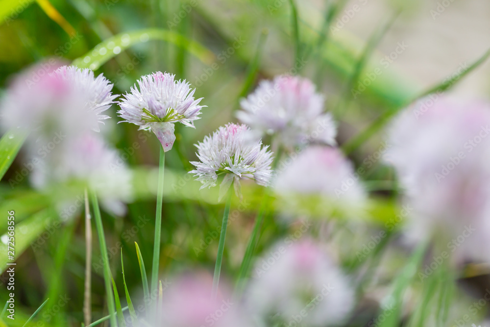 Obraz premium Flower