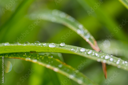 Dew drops