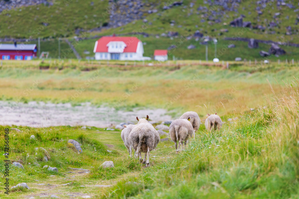 Fototapeta premium Sheep in Norway