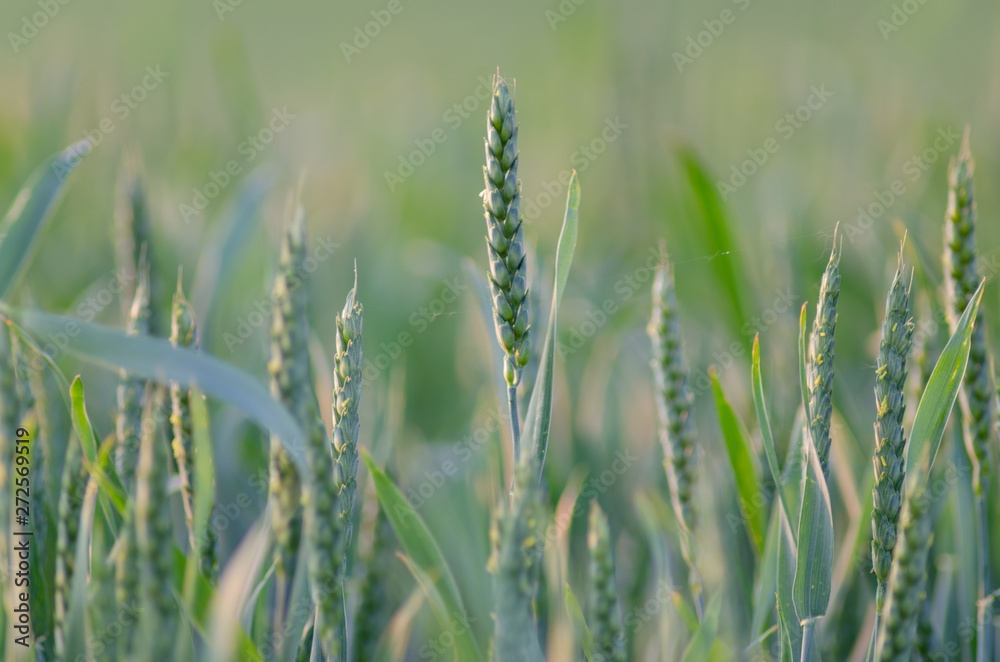 Young green wheat in the rays of the rising sun